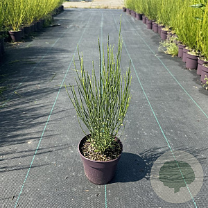 Cytisus 'Apricot Gem' 40-50 cm C1.2