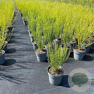 Cytisus 'Boskoop Ruby' 40-50 cm C1.2