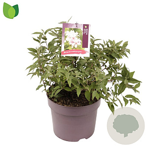 Deutzia hybrida 'Mont Rose' 60-80 cm 7,5L