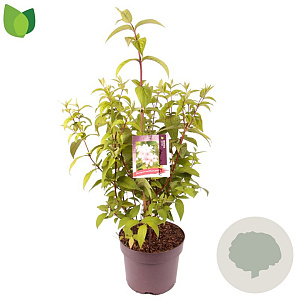 Deutzia hybrida 'Strawberry Fields' 60-80 cm 7,5L