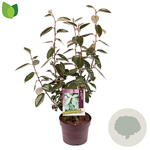 Elaeagnus ebbingei 40-50 cm 3,0L