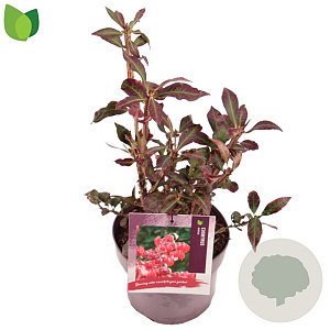 Euonymus alatus 20-30 cm 3,0L