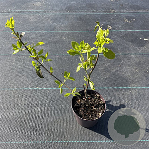 Euonymus fort. 'Dart's Blanket' 30-40 cm P13