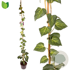 Hedera colchica 'Sulphur Heart' 125-150 cm 50L