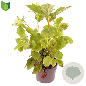 Hydrangea querc. 'Black Porch' 40-50 cm 3,0L