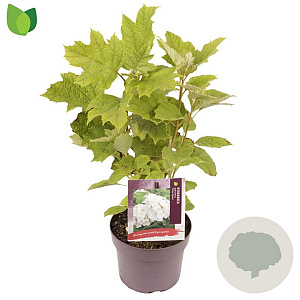 Hydrangea querc. Snow Queen 40-50 cm 3,0L