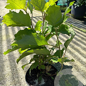 Hydrangea quercifolia 30-40 cm 3,0L