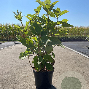 Hydrangea quercifolia 40-50 cm 3,0L