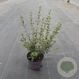 Osmanthus burkwoodii 30-40 cm 5,0L