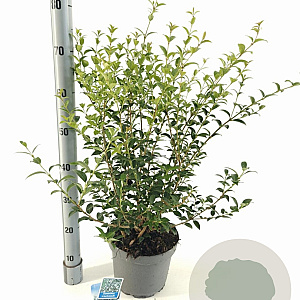 Osmanthus burkwoodii 30-40 cm 5,0L