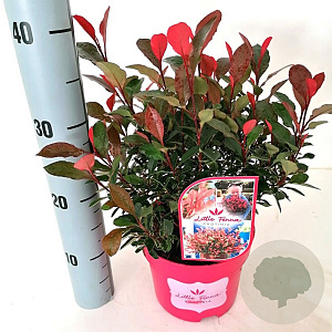 Photinia fraseri 'Little Fenna' 30-40 cm 5,0L