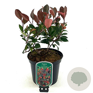 Photinia fraseri 'Little Red Robin' 25-30 cm 2,0L