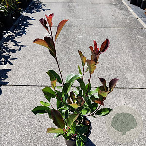 Photinia fraseri 'Red Robin' 30-40 cm 2,0L