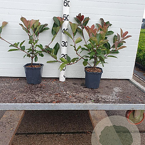 Photinia fraseri 'Red Robin' 30-40 cm 2,0L