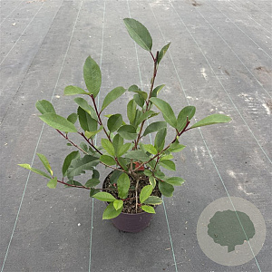 Photinia fraseri 'Red Robin' 40-50 cm 3,0L