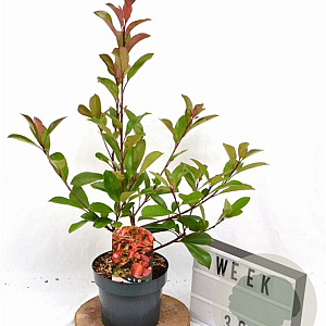 Photinia fraseri 'Red Robin' 40-50 cm 3,0L