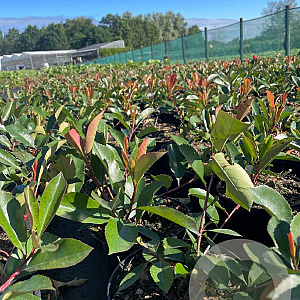 Photinia fraseri 'Red Robin' 40-50 cm 3,0L