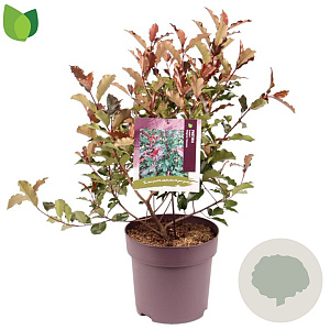 Photinia Magical Volcano 60-70 cm 10L