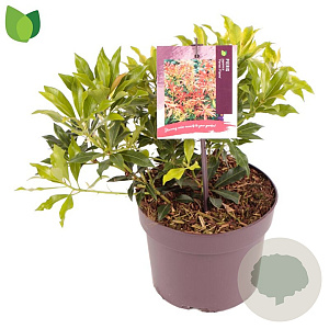 Pieris 'Forest Flame' 25-30 cm 2,0L