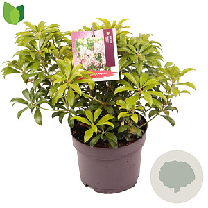 Pieris japonica 'Bonfire' 25-30 cm 2,0L