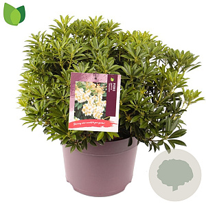 Pieris jap. 'Debutante' 40-45 cm 7,5L