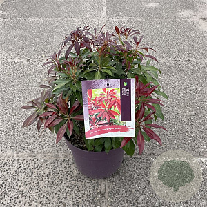 Pieris jap. 'Katsura' 40-45 cm 7,5L