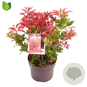 Pieris jap. 'Mountain Fire' 25-30 cm 2,0L