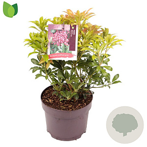 Pieris jap. 'Passion' 25-30 cm 2,0L