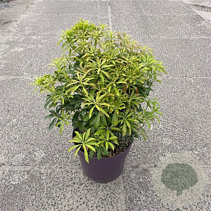 Pieris jap. 'Passion' 40-50 cm 7,5L