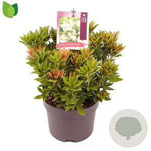 Pieris jap. 'Prelude' 20-25 cm 2,0L