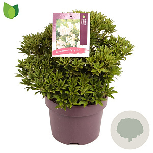 Pieris jap. 'Prelude' 30-35 cm 5,0L