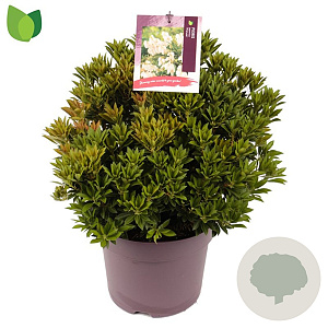 Pieris jap. 'Prelude' 35-40 cm 7,5L