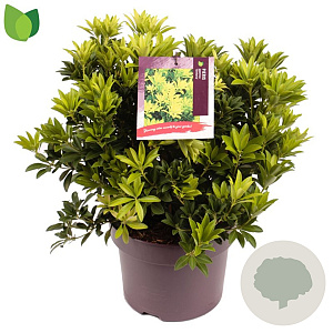 Pieris jap. 'Sinfonia' 30-40 cm 5,0L