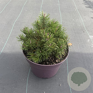 Pinus mugo 30-35 cm 7,5L
