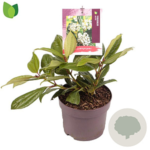 Viburnum davidii 25-30 cm 2,0L