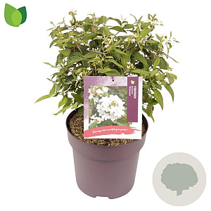Viburnum plic. 'Watanabe' 50-60 cm 10L