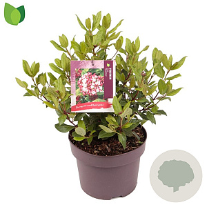 Viburnum tin. 'Gwenllian' 30-35 cm 5,0L