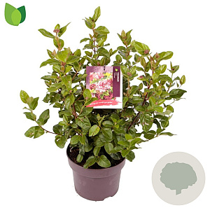Viburnum tin. Lisarose 40-50 cm 5,0L