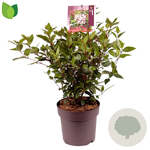 Viburnum tin. Spirit 40-45 cm 10L