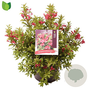 Weigela Cherry Love 40-50 cm 7,5L