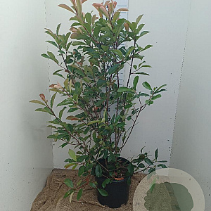 Photinia fraseri 'Red Robin' 100-125 cm 20L