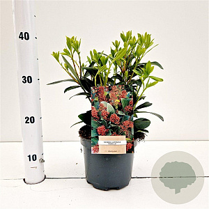 Skimmia j. 'Rubella' 20-25 cm 2,0L
