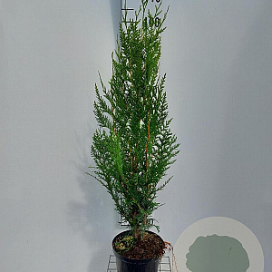 Thuja pl. 'Atrovirens' 100-125 cm 5,0L