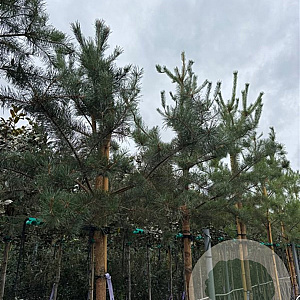 Pinus sylvestris 16-18 HO cont. 110L