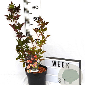 Sambucus nigra 'Thundercloud' 40-60 cm 3,0L