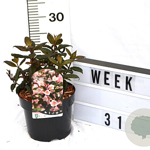 Weigela Vintage Love 40-60 cm 3,0L