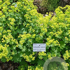 Alchemilla epipsila GM P9