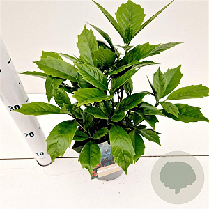Aucuba jap. 'Rozannie' 20-30 cm 2,5L