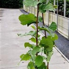 Corylus avellana 100-125 cm 5,0L