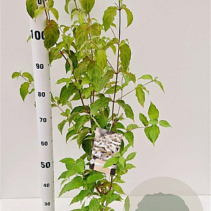 Cornus kousa chinensis 60-80 cm 3,0L